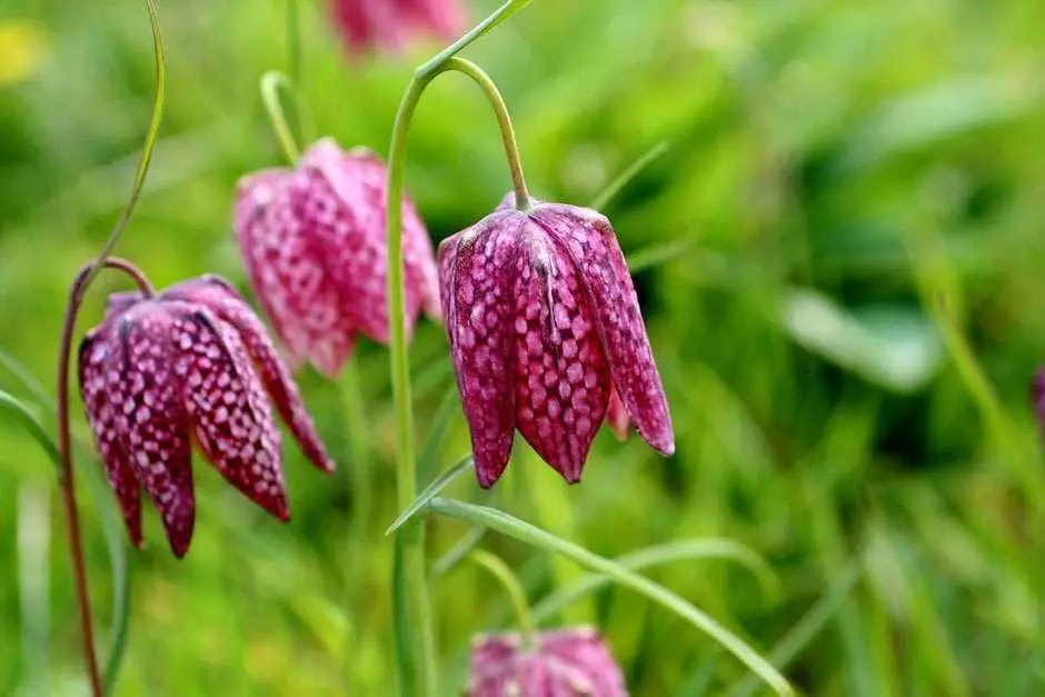 10 Native UK Plants That Thrive in Any Garden