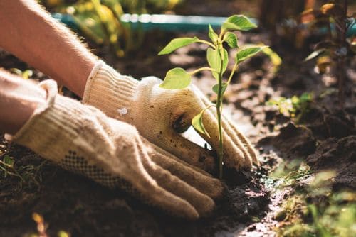 Beginner's Guide to Home Gardening in the UK