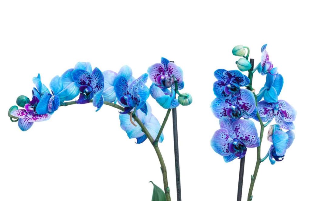 Blue Orchids A Symbol of Rarity and Elegance in Your Garden