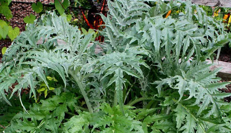 Cardoon Cultivation: Tips for a Bountiful Harvest