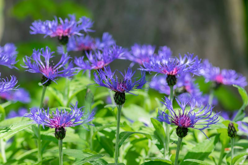 Centaurea montana in UK Gardens Planting, Growing, and Care Tips