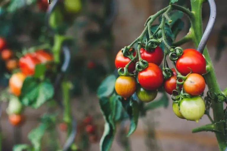 Cherry Tomatoes Guide to Growing, Harvesting, and Enjoying