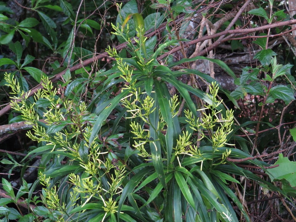 Everything You Need to Know About Dracaena Angustifolia