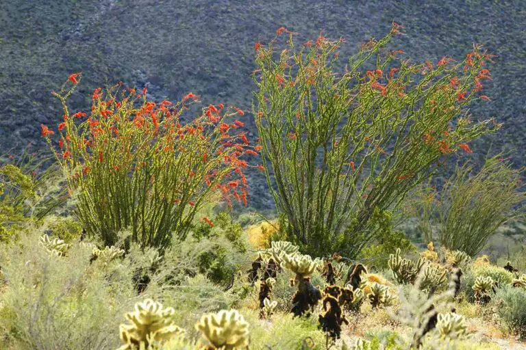 How to Grow and Care for Ocotillo: Expert Tips