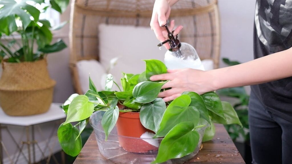 Heartleaf Philodendron Care Guide Tips for Thriving Greenery at Home