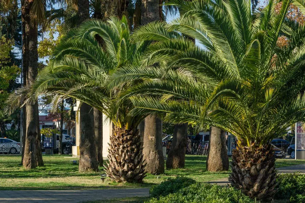 Palm Trees in the UK Tips for Planting and Care