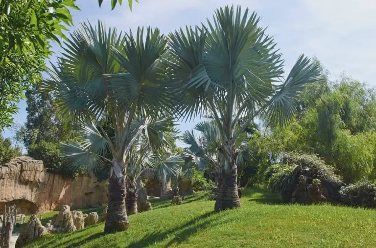 The Best Palm Trees for UK Gardens Top Picks and Tips