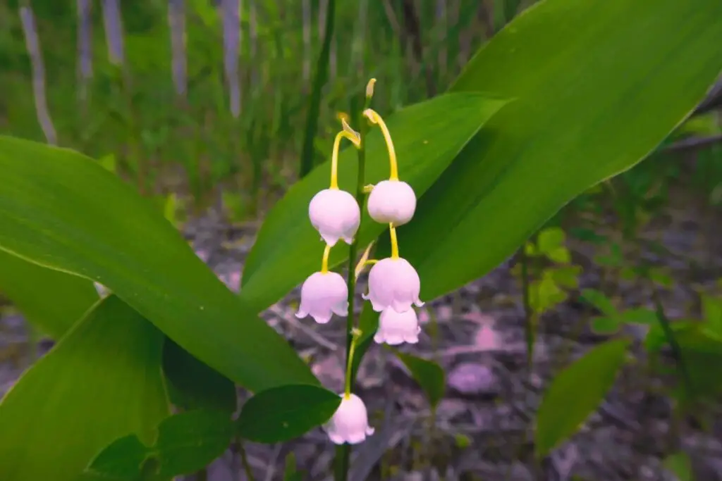 The Meaning and Mystique of Lily of the Valley in Different Cultures