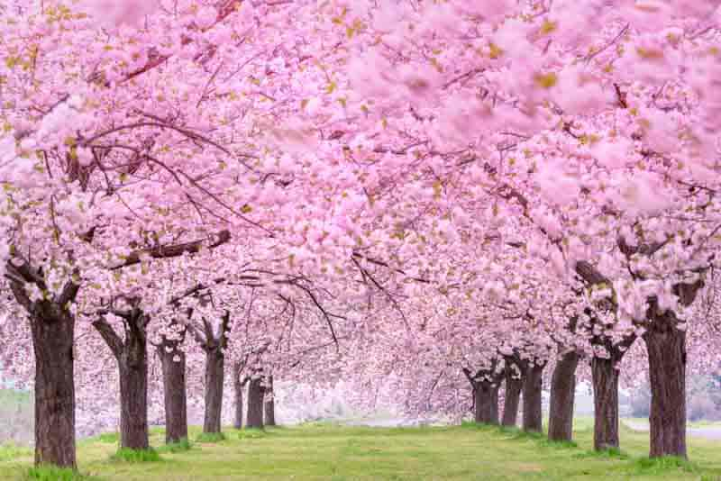 Transform Your Yard with the Majestic Pink Tree