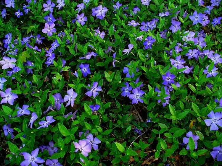 Why Creeping Myrtle is the Perfect Ground Cover Plant