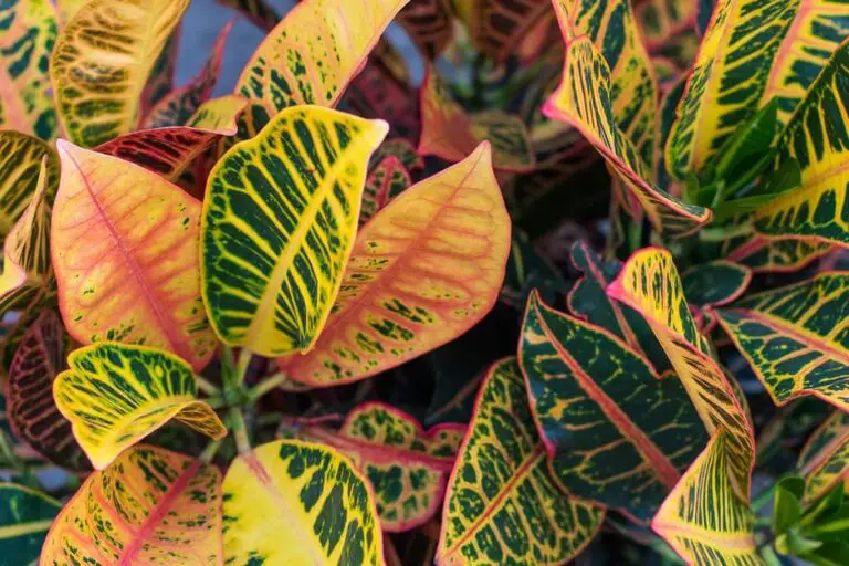 Why Croton UK Plants Are a Must-Have for Your Home