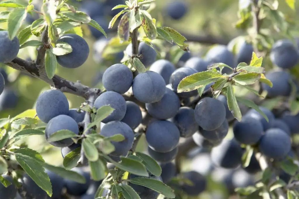 How the Blackthorn Tree Can Enhance Your Landscape Design