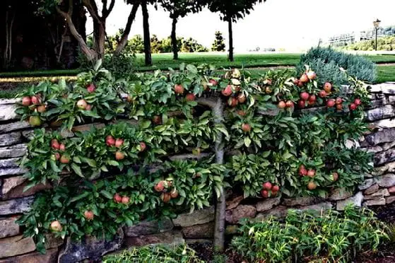 How to Grow Gorgeous Espalier Apple Trees Tips and Tricks