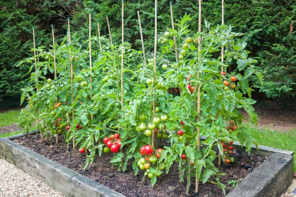 Top 5 Tomato Trellis Ideas That Will Revolutionize Your Gardening