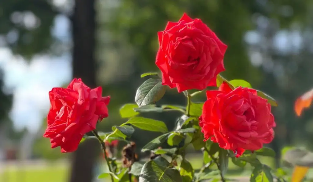 China Rose Care Tips: How to Keep Your Plants Thriving All Year Round