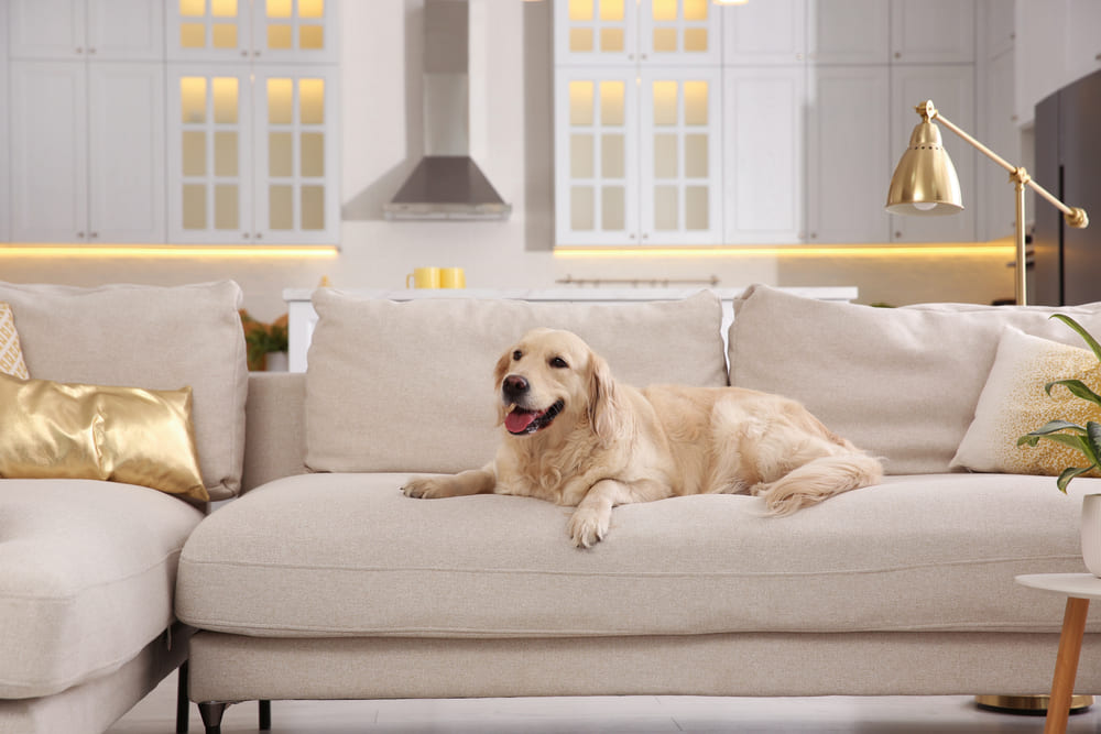 Pet-Friendly Sectionals Durable, Stylish & Perfect for Your Furry Friend