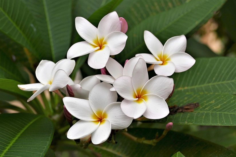 10 Breathtaking Tropical Flowers You Need in Your Garden