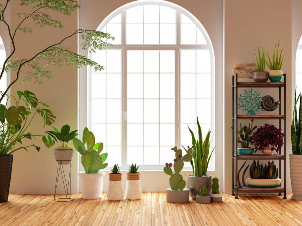 The Best Plants for Home Decor: Bring Life to Your Space!