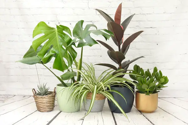 Top 5 Indoor Plants for Beginners and How to Get Them Delivered